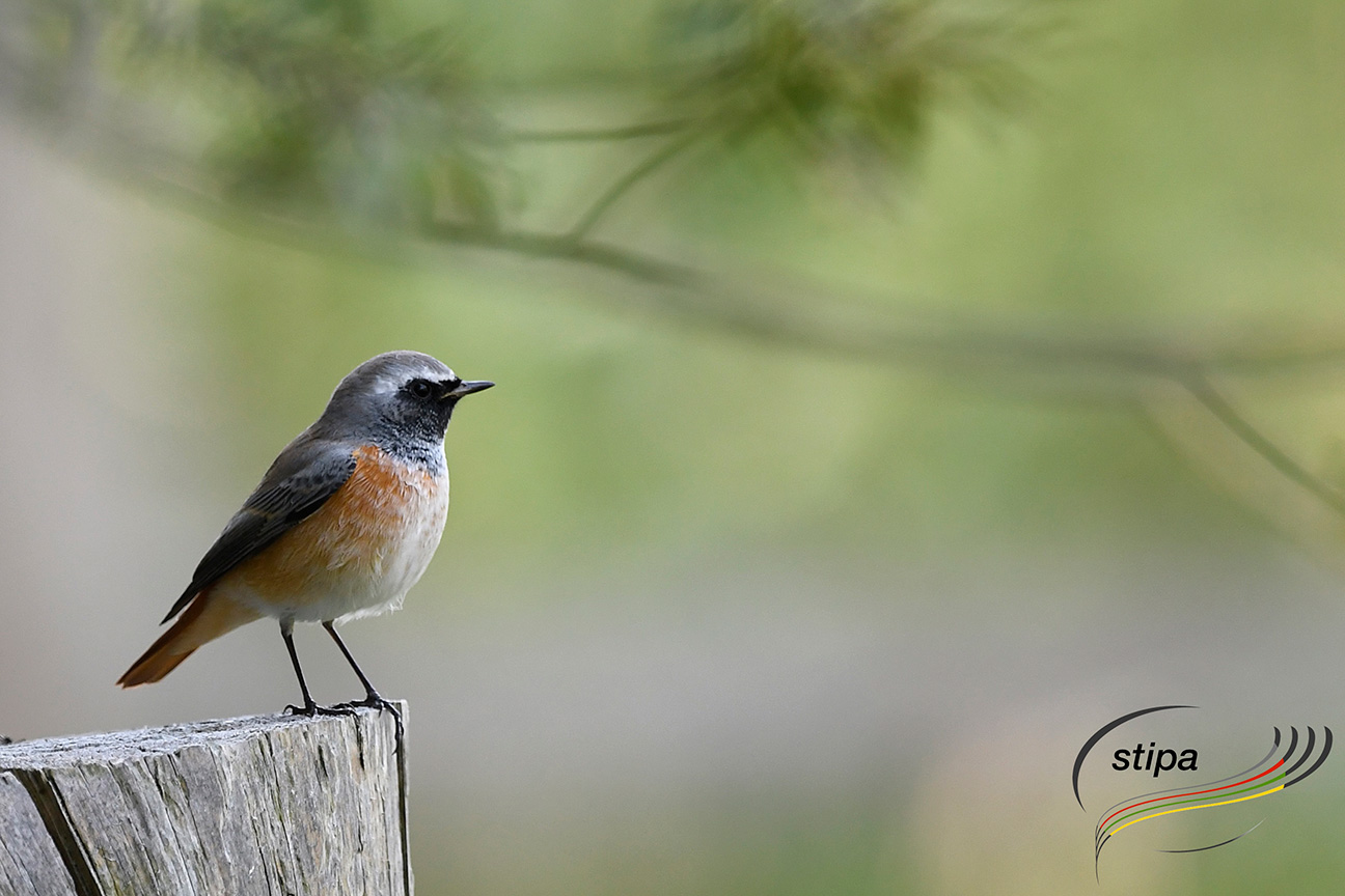 Schutz der Natur und Umwelt