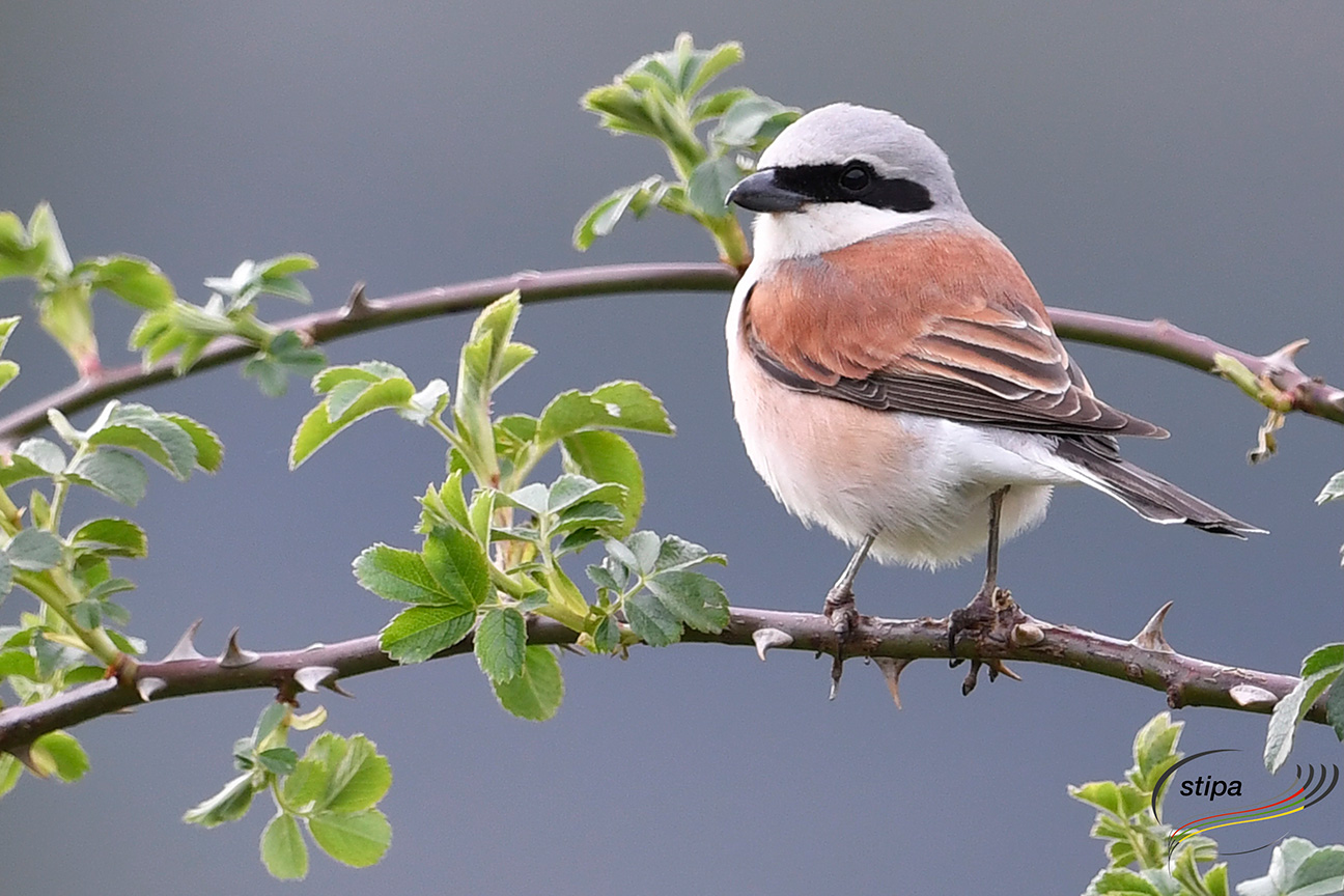 Ökologische Perspektive